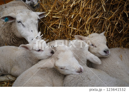 羊の親子 123641532