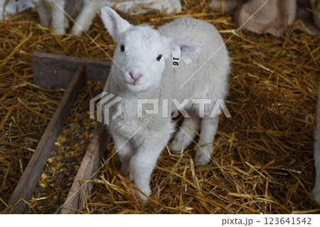 羊の赤ちゃん 123641542