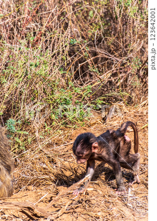 Baboons in Samburu national reserve Baboons in Samburu national reserve 123642001