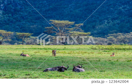 Common eland and buffalos Common eland and buffalos 123642004