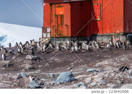 Gentoo Penguin Colony at Sierra Cove Gentoo Penguin Colony at Sierra Cove 123642006