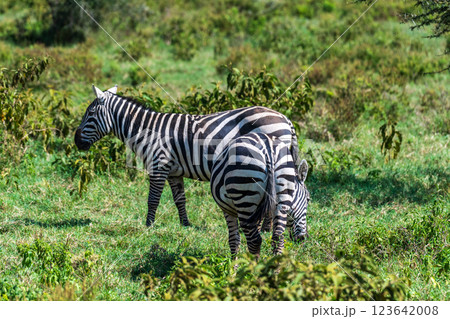 Zebra in Lake Nakuru National Park Zebra in Lake Nakuru National Park 123642008