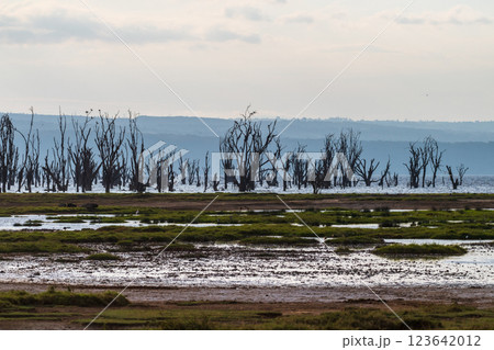The shores of lake Nakuru 123642012