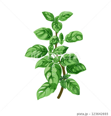 A vibrant basil plant with lush green leaves, illustrated style, isolated on a white background, concept of culinary herbs 123642693