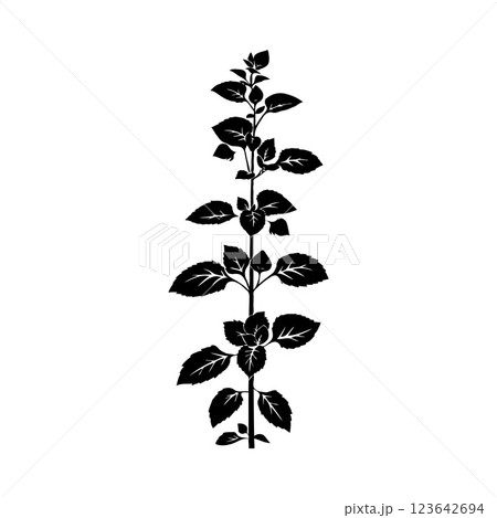 Black silhouette of a basil plant on a plain background. 123642694