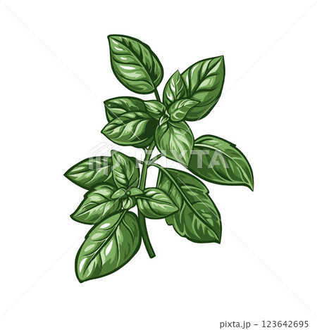 Fresh basil plant with vibrant green leaves on a white background. 123642695