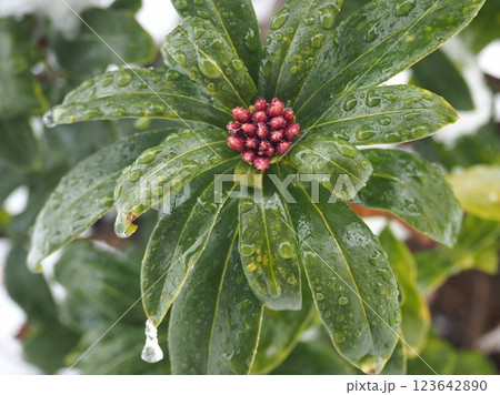 淡雪と沈丁花（20250305074015） 123642890