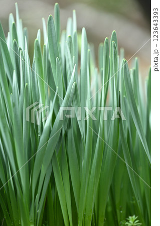 早春のスイセン(水仙)【背景素材】 早春のスイセン(水仙)【背景素材】 123643393