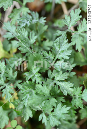 早春のヨモギ（蓬） 123643705