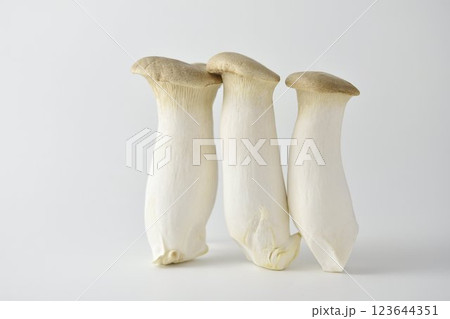 白色背景にエリンギきのこ 123644351