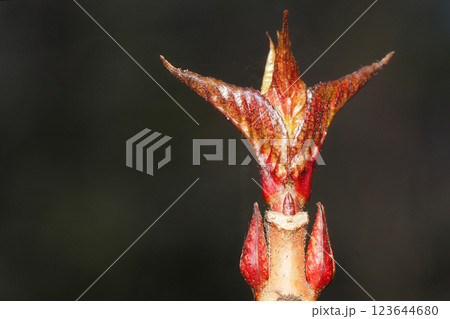 アジサイの葉痕と冬芽 123644680