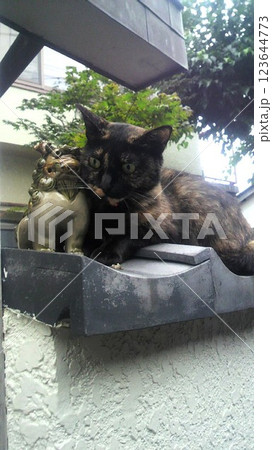 【猫シリーズ】シーサーに寄り添う谷根千の地域猫(縦) 【猫シリーズ】シーサーに寄り添う谷根千の地域猫(縦) 123644773