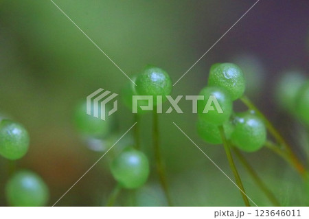 タマゴケ 123646011