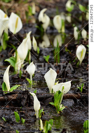 ミズバショウ 123647345
