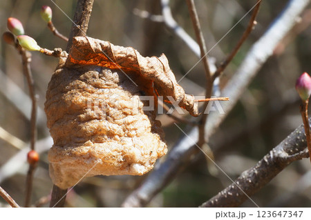 オオカマキリの卵 123647347