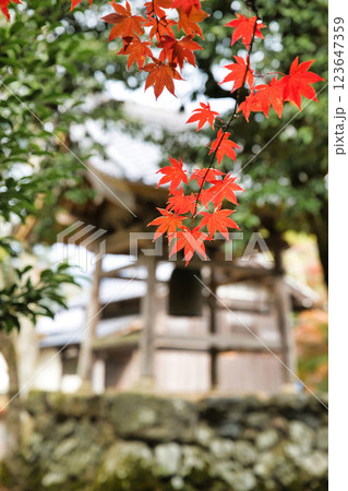 鶏足寺2023晩秋 鶏足寺2023晩秋 123647359