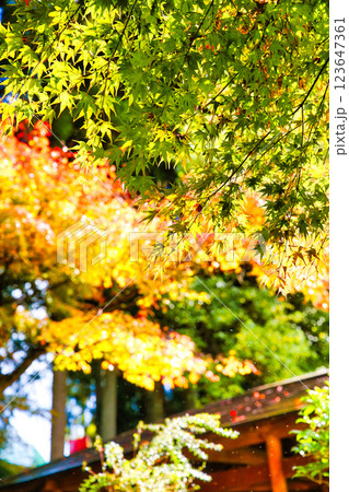 鶏足寺2023晩秋 123647361