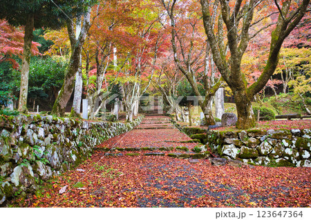 鶏足寺2023晩秋 鶏足寺2023晩秋 123647364