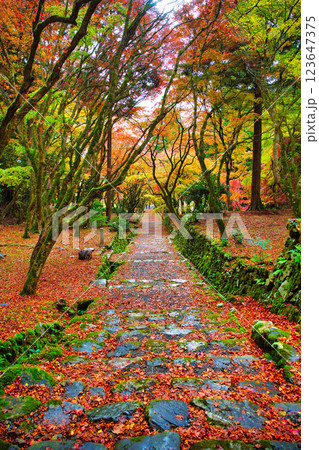 鶏足寺2023晩秋 123647375