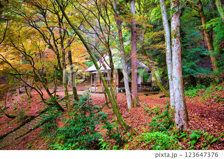 鶏足寺2023晩秋 123647376