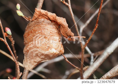 オオカマキリの卵 オオカマキリの卵 123647679