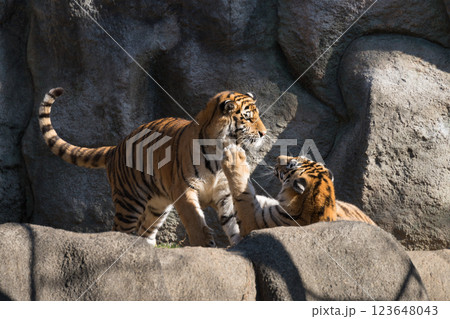じゃれるトラの兄弟 じゃれるトラの兄弟 123648043