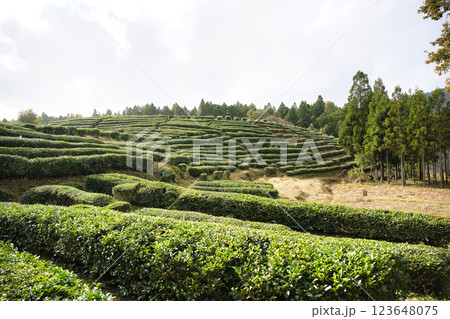 鶏足寺　道沿いの茶畑　2023晩秋 123648075