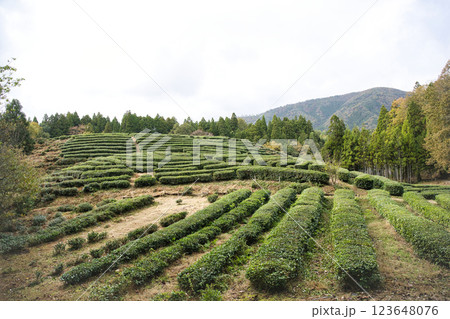 鶏足寺　道沿いの茶畑　2023晩秋 123648076