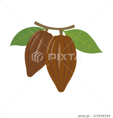 葉っぱのついたカカオ豆のイラスト 葉っぱのついたカカオ豆のイラスト 123648109