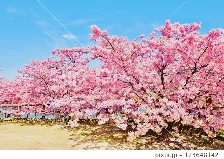 早春の上関城山歴史公園の河津桜 123648142