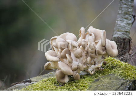 Oyster mushrooms growing on mossy tree trunk in forest 123648222