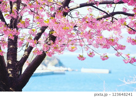 早春の上関歴史城山公園の河津桜2 早春の上関歴史城山公園の河津桜2 123648241