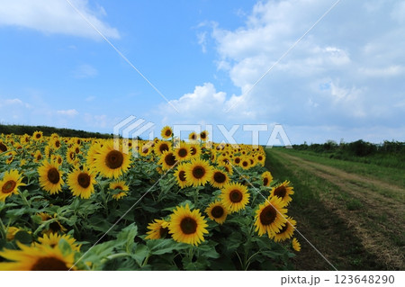 大牟田市 ひまわり畑、 大牟田市 ひまわり畑、 123648290