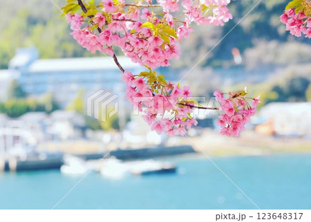 早春の上関歴史城山公園の河津桜3 123648317