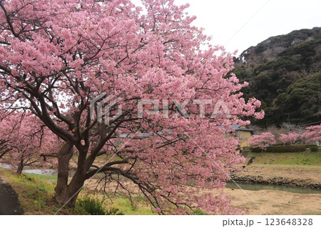 南の桜が満開 123648328