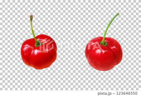 Acerola 插圖逼真的白色背景 123648350