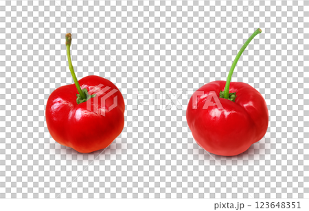 Acerola 插圖逼真的白色背景 123648351