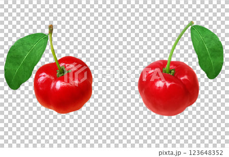 西印度櫻桃插圖，逼真，白色背景 123648352