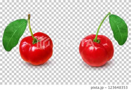 Acerola illustration realistic white background 123648353