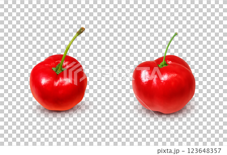 Acerola 插圖逼真的白色背景 123648357