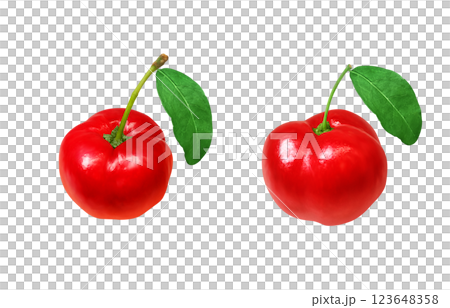 Acerola 插圖逼真的白色背景 123648358