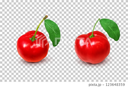 Acerola 插圖逼真的白色背景 Acerola 插圖逼真的白色背景 123648359