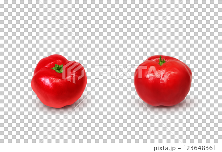 Acerola 插圖逼真的白色背景 123648361