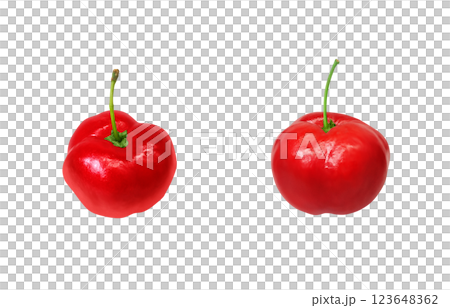 Acerola illustration realistic white background Acerola illustration realistic white background 123648362