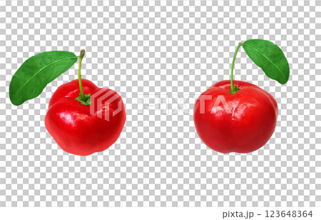 Acerola 插圖逼真的白色背景 123648364