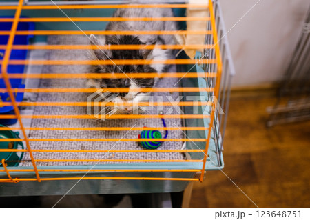 An unhappy homeless cat is sitting in a cage at an animal shelter An unhappy homeless cat is sitting in a cage at an animal shelter 123648751