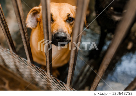 A sad stray dog sits in a dirty cage at the shelter, looking forlorn 123648752