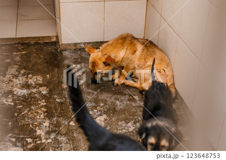 An unhappy homeless dog is in a filthy kennel at the shelter, gazing mournfully 123648753
