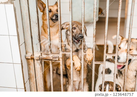 A sorrowful stray dog sits in a grimy cage in the shelter, looking pitiful 123648757