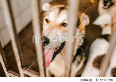 A sad stray dog sits in a dirty cage at the shelter, looking forlorn 123648760